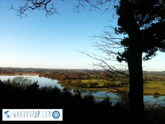 View across the New Forest