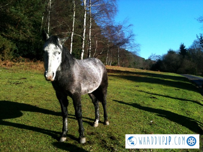 A New Forest resident