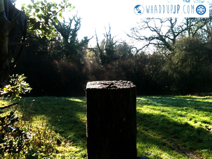 Boxing Day in the Forest