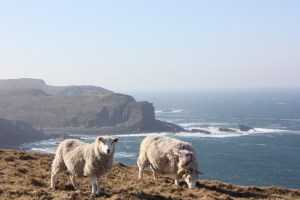The sheep were more accustomed to the blustery conditions than us