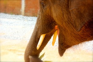 One of the most beautiful creatures on Earth