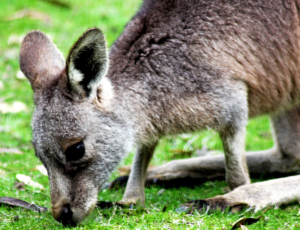 Wildlife in the Grampians is fantastic